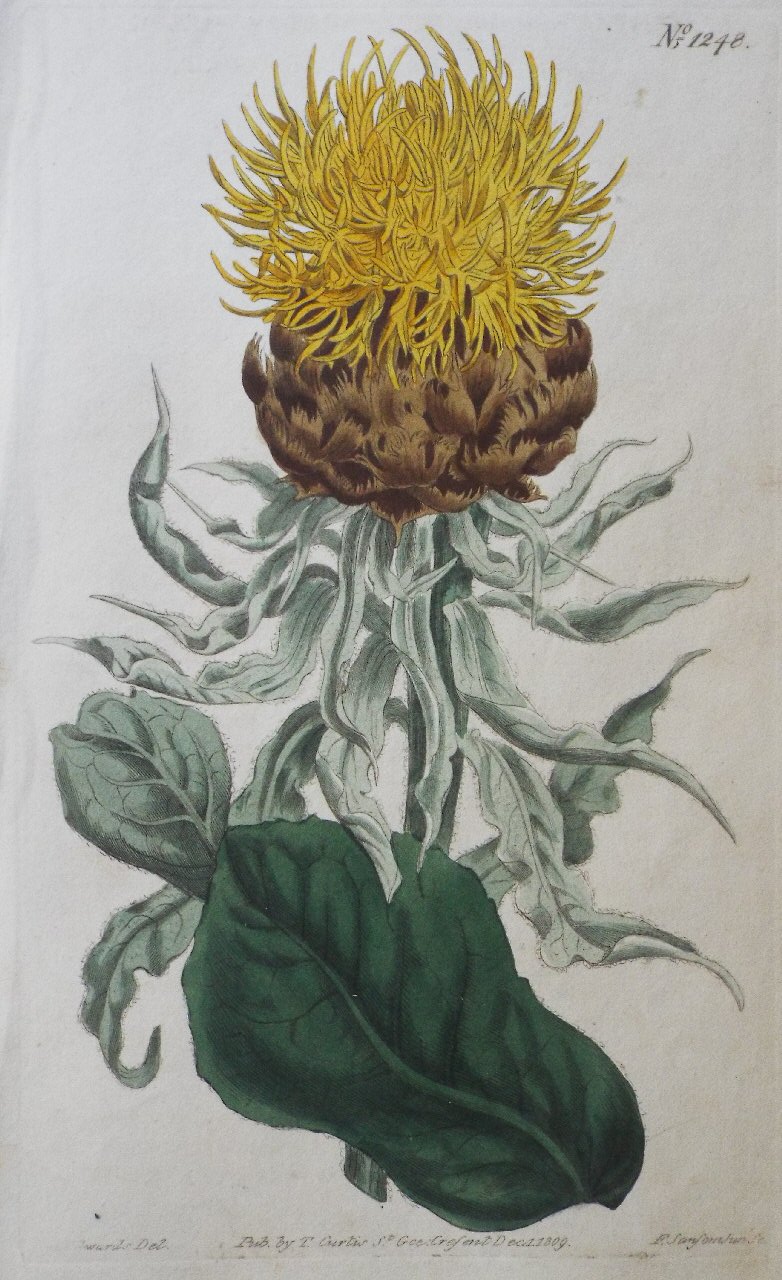 Print - No. 1248 (Centaurea Macrocephala. Large-headed Yellow Centaury.) - Sansom